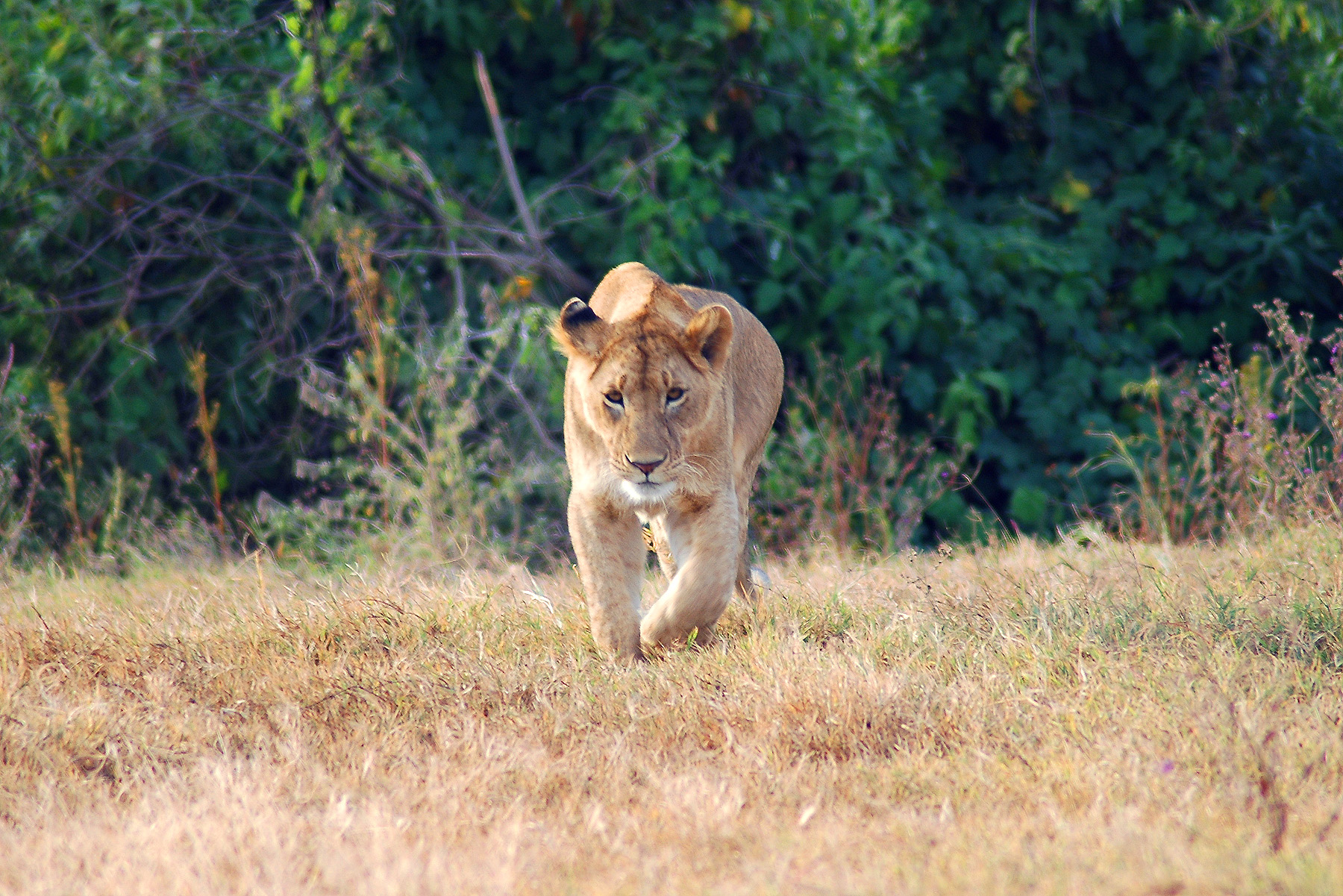 Ngoro-54 - Lioness Advancing-481.jpg
